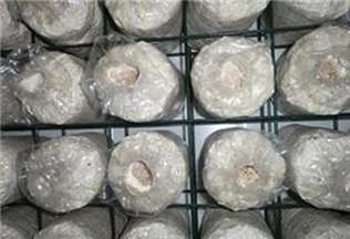 Mushroom rack - film